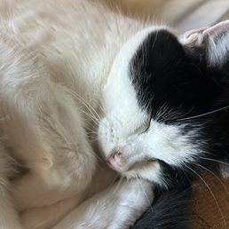 Happy kitty Happy kitty