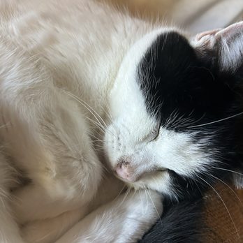 San Diego Humane Society - Happy kitty - Animal Shelters Near Me - Oceanside, California San Diego Humane Society - Happy kitty - Animal Shelters Near Me - Oceanside, California