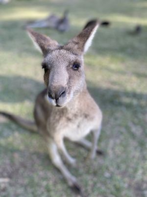 Australia Zoo by null