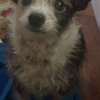 SF SPCA Community Veterinary Clinic - A happy pup. - Veterinarians Near Me - San Francisco, California SF SPCA Community Veterinary Clinic - A happy pup. - Veterinarians Near Me - San Francisco, California