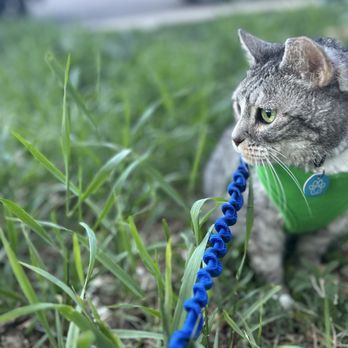 City Kitty Sitter - Margarita enjoys her leashed walks. - Pet Sitting Near Me - Denver, Colorado City Kitty Sitter - Margarita enjoys her leashed walks. - Pet Sitting Near Me - Denver, Colorado