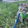 Photo of City Kitty Sitter