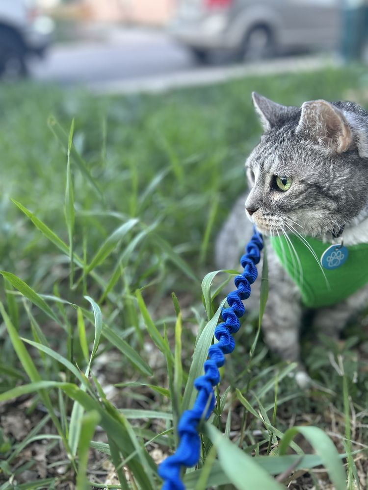 City Kitty Sitter - pet boarding facility in Denver, CO