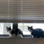 Photo of Heroes Veterinary Clinic