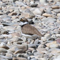 RESERVE NATURELLE NATIONALE ILE DU ROHRSCHOLLEN ET OUVRAGE - Little Ringed Plover
