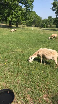 St. Joseph Farm by null