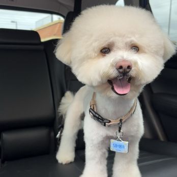 Bluemoon Pet Grooming - his usually haircut ! they always do such a great job !! - Pet Groomers Near Me - El Monte, California Bluemoon Pet Grooming - his usually haircut ! they always do such a great job !! - Pet Groomers Near Me - El Monte, California