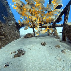 Kraken Marine Divers of Honolulu