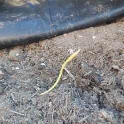 Whittier Fertilizer - Weed growing from Potting mix that is still in my trailer.