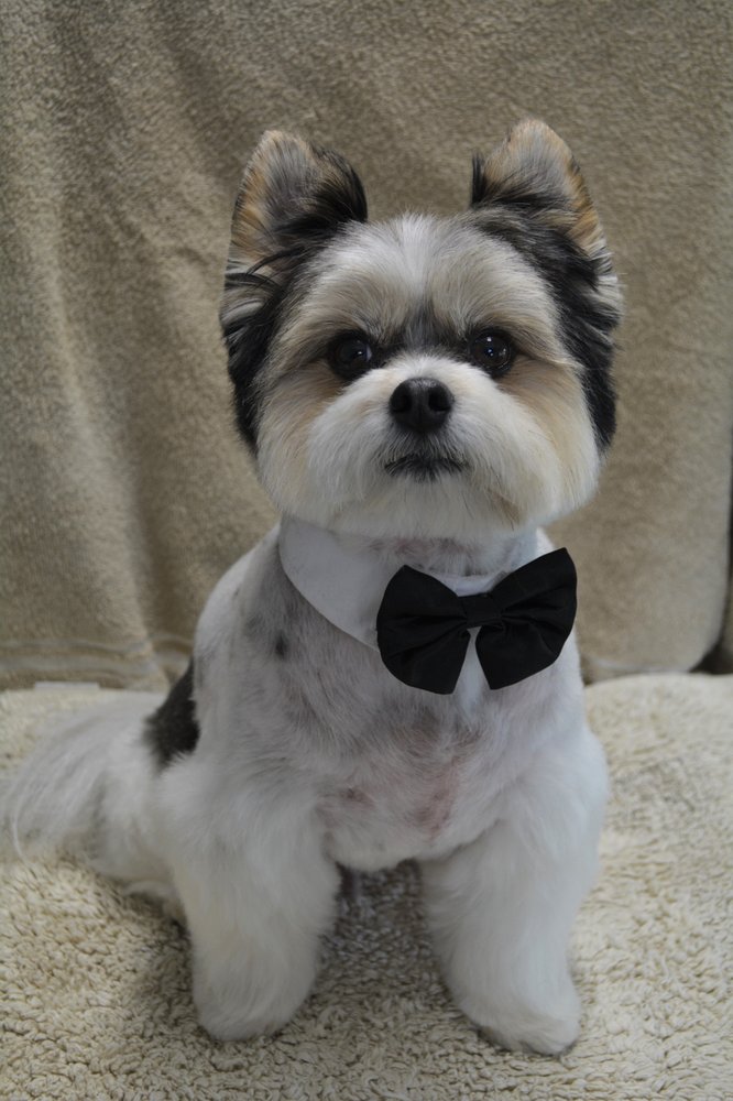 ANNE MARIE’S PET GROOMING PARLOR 1353 County Rd E W, Arden Hills