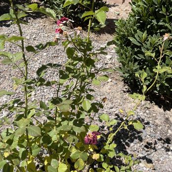 Sun City Landscaping - Dead roses after 1 week - Landscaping Near Me - Henderson, Nevada Sun City Landscaping - Dead roses after 1 week - Landscaping Near Me - Henderson, Nevada