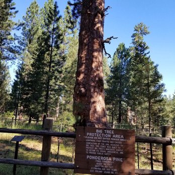 LaPine State Park - Big Tree - Parks Near Me - La Pine, Oregon
