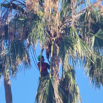 J Rojas Tree Services - Jose and his crew did an amazing job! - Tree Services Near Me