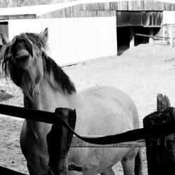 East Fork Stables & Lodge