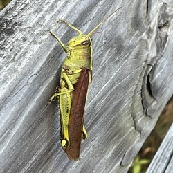 Sturgeon City Park