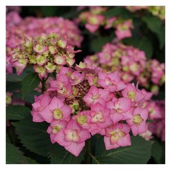 Effinger Garden Center