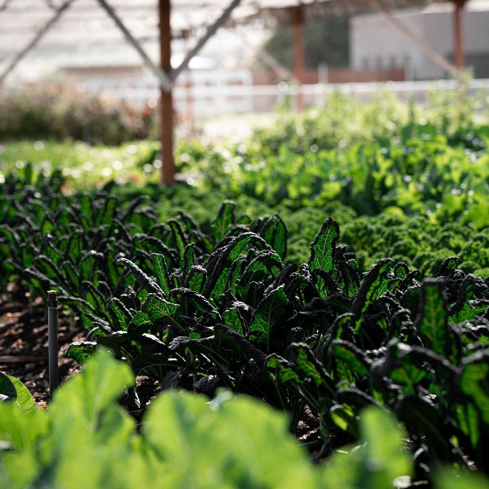 Arizona Worm Farm - Organic garden - Attraction Farms Near Me - Phoenix, Arizona Arizona Worm Farm - Organic garden - Attraction Farms Near Me - Phoenix, Arizona