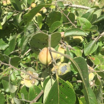 Kleb Woods Nature Preserve - American Persimmon! I have not seen this in the wild before. Cool. Thank goodness for Kleb. - Parks Near Me - Hockley, Texas