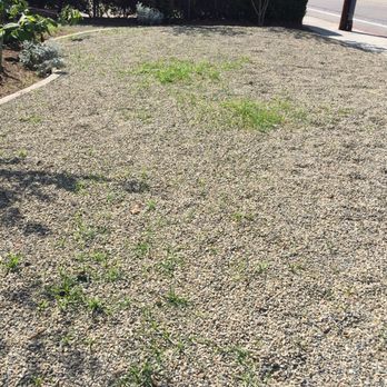 Jae Tree Service - Weeds after a month! - Tree Services Near Me Jae Tree Service - Weeds after a month! - Tree Services Near Me