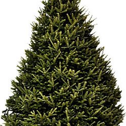 Philly Christmas Trees