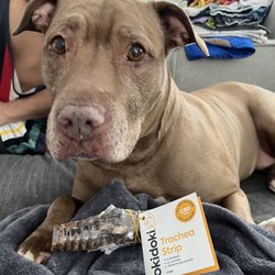 Lux Glass & Vape - Okidoki CBD trachea strip for dogs