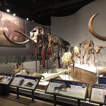 Field Museum - Museums Near Me - Chicago, Illinois