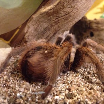 Butterfly Pavilion - Tarantula - Museums Near Me - Westminster, Colorado Butterfly Pavilion - Tarantula - Museums Near Me - Westminster, Colorado