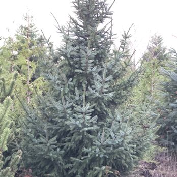 Vrieling Christmas Trees - Christmas Trees Near Me - Bellingham , Washington