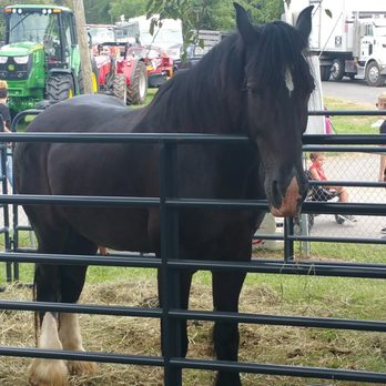 Howard County Fair - Animals - 1 of 3 horses seen in this area (2017) - Festivals Near Me - West Friendship, Maryland