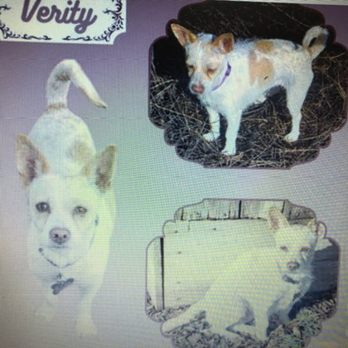 Central Valley Rescue Railroad - Tutu - Animal Shelters Near Me Central Valley Rescue Railroad - Tutu - Animal Shelters Near Me