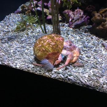 Seattle Aquarium - Aquariums Near Me - Seattle, Washington Seattle Aquarium - Aquariums Near Me - Seattle, Washington