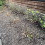 Photo of A Clean Cut Lawn Care