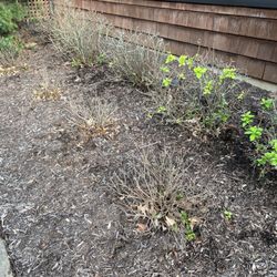 A Clean Cut Lawn Care - Dead azaleas.