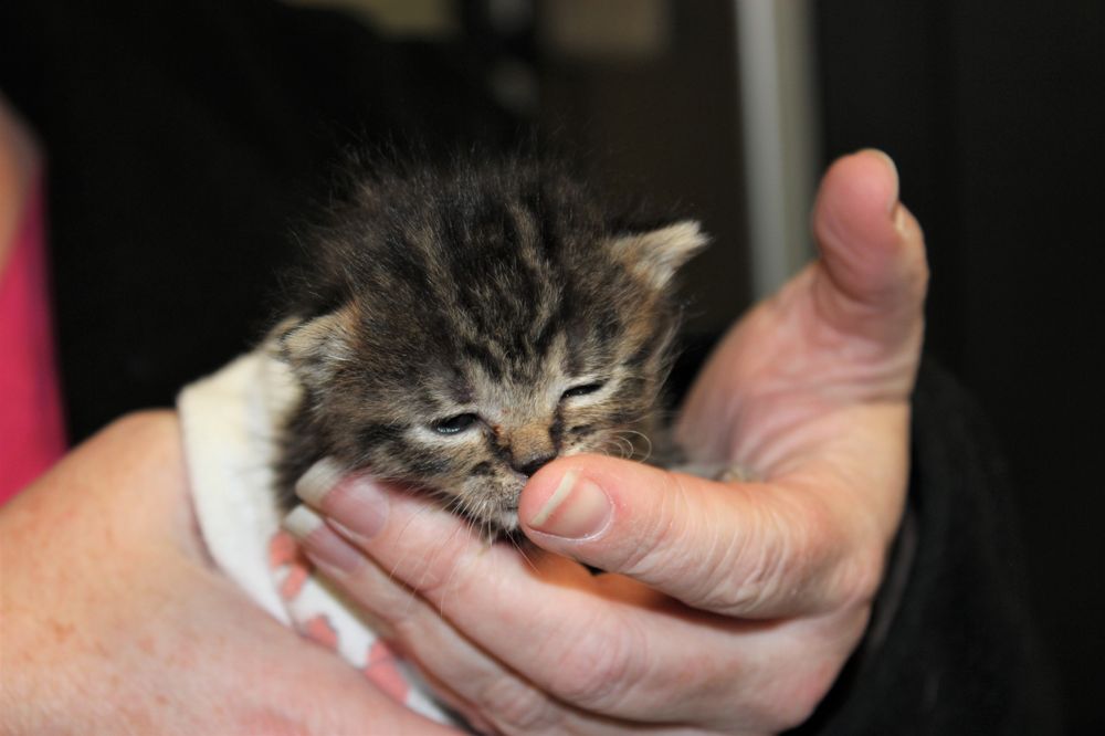 Purrfect Pals Image