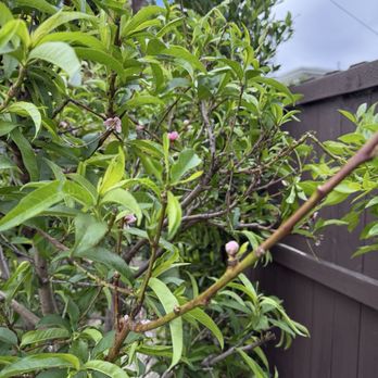 Moon Valley Nurseries - Tree Services Near Me - Irvine, California