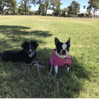 Lucky Pup Dog Training - Pet Training Near Me