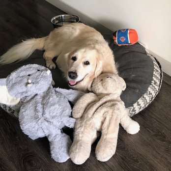 Dr. Q’s Pet Vet - Thank you Dr. Q - Veterinarians Near Me - Delray Beach, Florida Dr. Q’s Pet Vet - Thank you Dr. Q - Veterinarians Near Me - Delray Beach, Florida