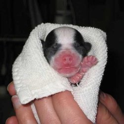 Barr-North Veterinary Services - Photo