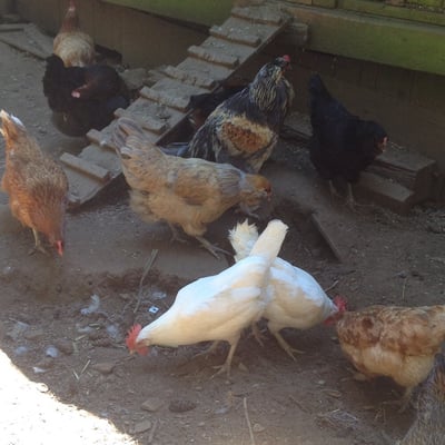 Salt Spring Island Cheese by null