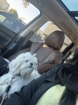 Lucky's Pet Care by null