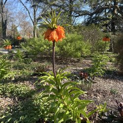 Arboretum at the Barnes Foundation - My favorite flower there