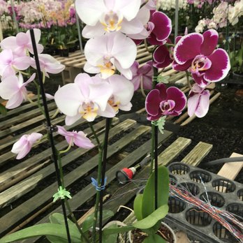 S & W Orchids - $10 phals on sale - Nurseries & Gardening Near Me - Waianae, Hawaii S & W Orchids - $10 phals on sale - Nurseries & Gardening Near Me - Waianae, Hawaii