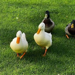 Sparrow Pond Family Campground & Recreation Ctr - Friendly ducks