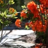 New Life Landscape gift card