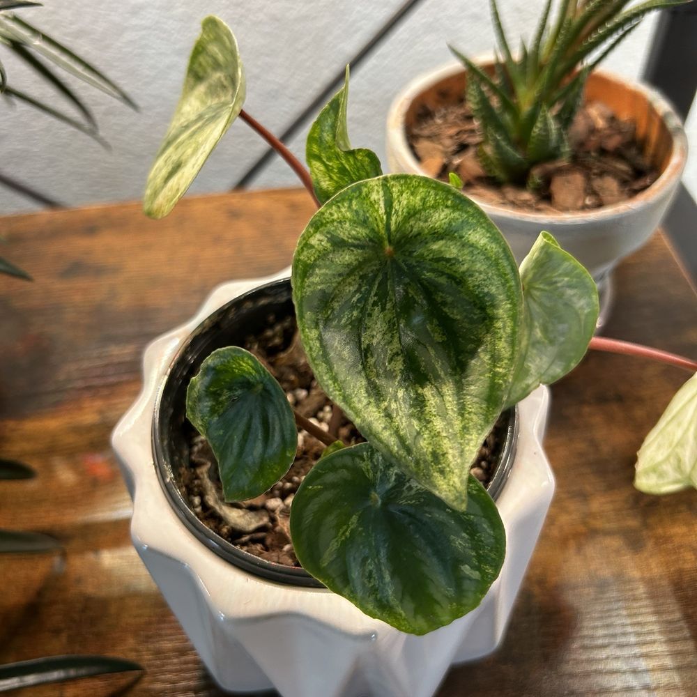Wild Roots Nursery - Variegated Pilea (purchased at Wild Roots). - Nurseries & Gardening Near Me - New Braunfels, Texas Wild Roots Nursery - Variegated Pilea (purchased at Wild Roots). - Nurseries & Gardening Near Me - New Braunfels, Texas