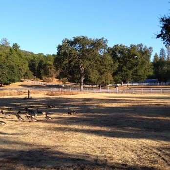 The Meadows By Forty Eleven - Flock of geese in meadow - Wedding Planning Near Me - Sonora, California The Meadows By Forty Eleven - Flock of geese in meadow - Wedding Planning Near Me - Sonora, California