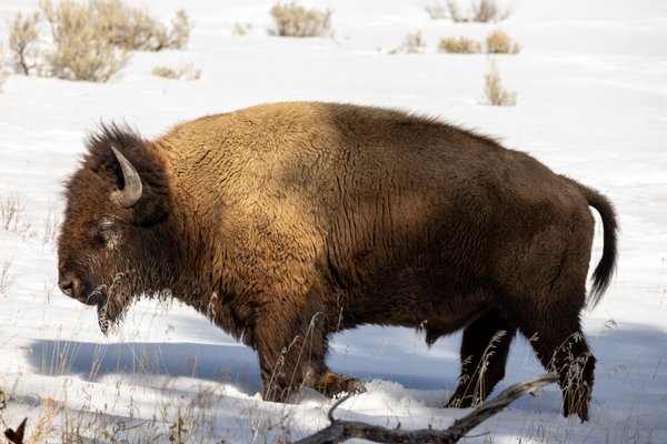 Roosevelt Arch by null