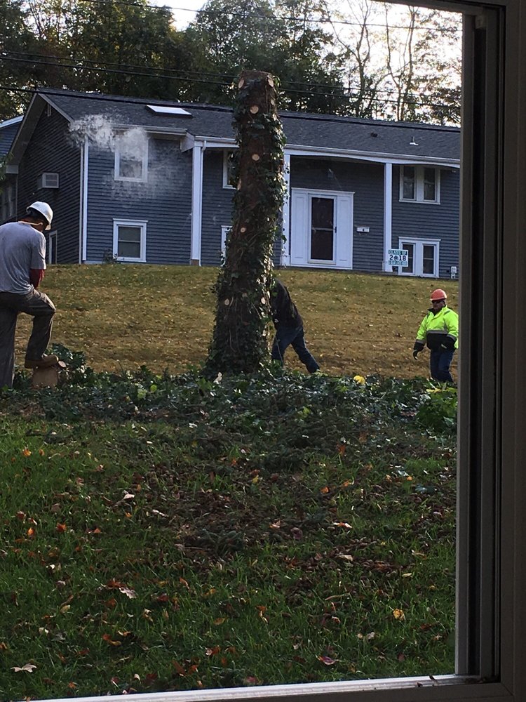 T&D TREE SERVICE - Updated November 2025 - 16 Knapp St, Norwalk ...
