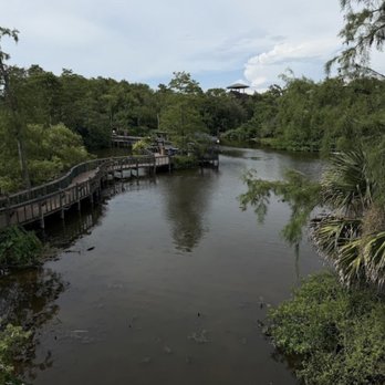 Gatorland - Trail - Zoos Near Me - Orlando, Florida Gatorland - Trail - Zoos Near Me - Orlando, Florida