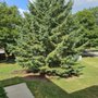 Photo of CJ's Tree Service